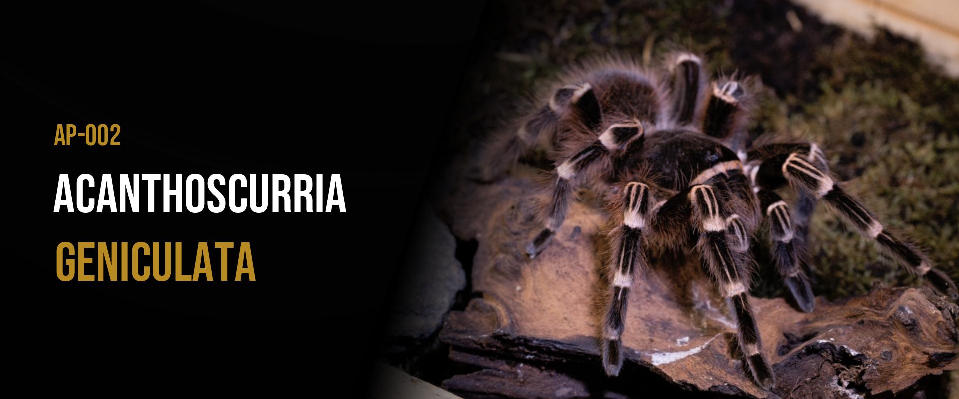 Acanthoscurria geniculata